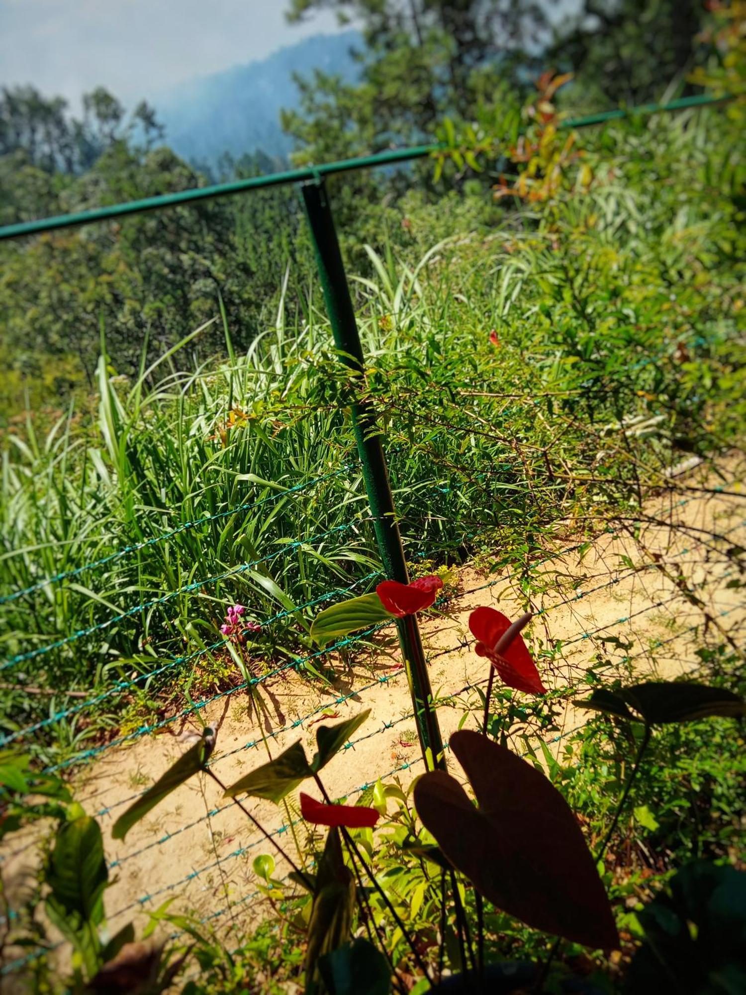 New Rose Villa Bandarawela Ella Eksteriør bilde